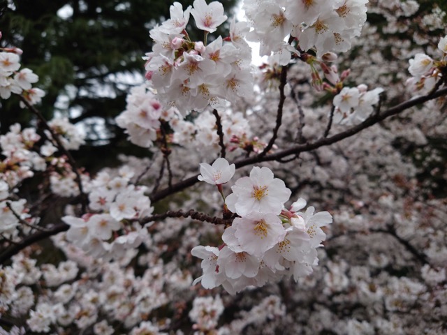 桜が咲いた！